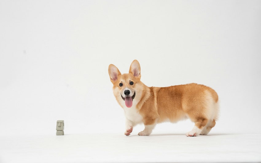 corgi names