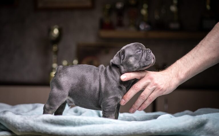 Top 240 French Bulldog Names for Your Adorable Pup