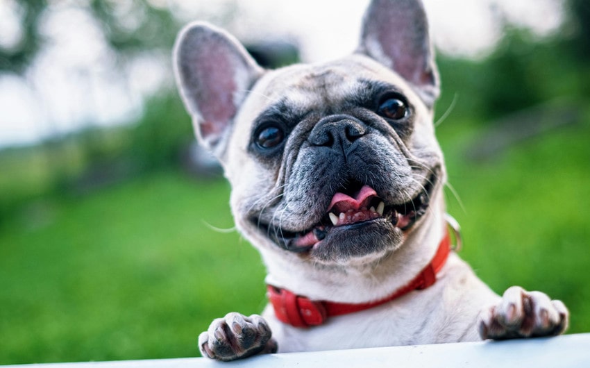 french bulldog names