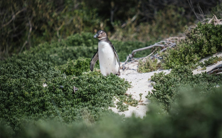 African Penguin