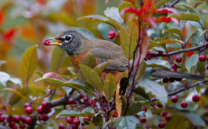 American Robin