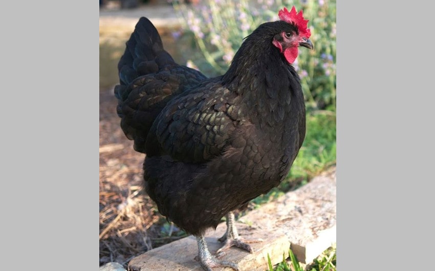 Australorp