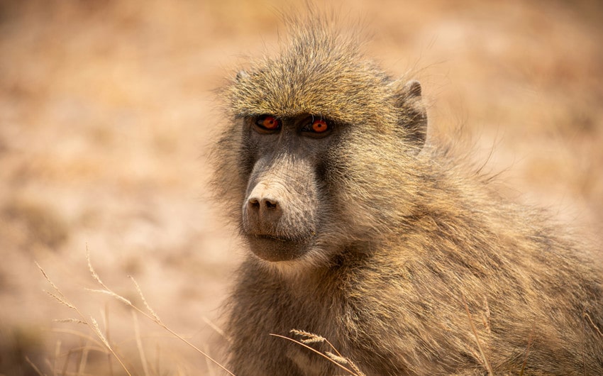 Baboon