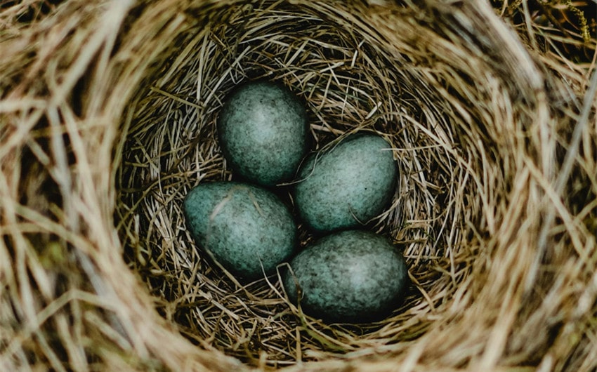 Blue Eggs