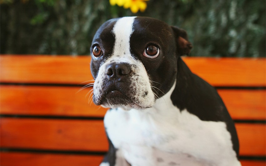 Boston Terrier