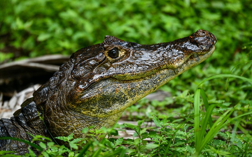 Caiman