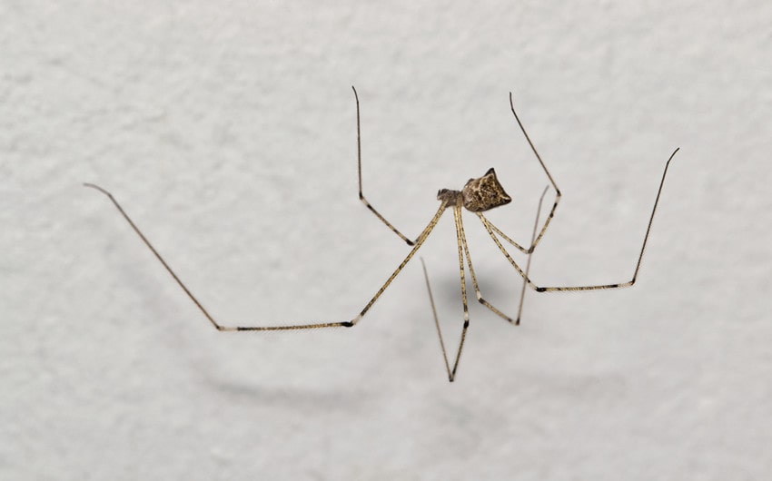 Cellar Spiders