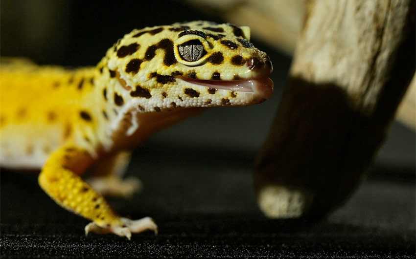 Common Signs of Aging in Leopard Geckos