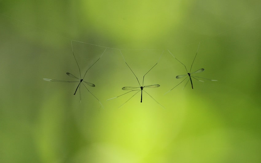 Crane Flies