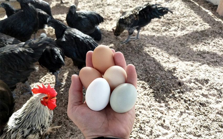 Criteria for Selecting Egg Laying Chickens