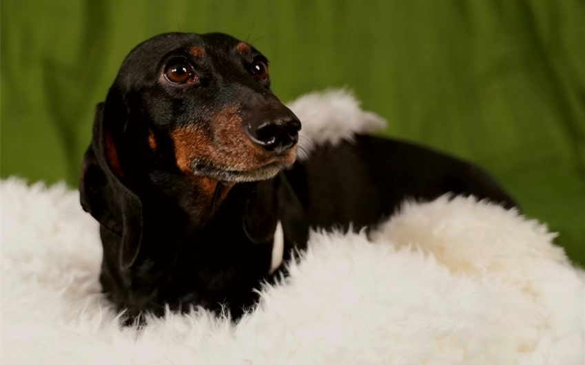 Dachshund