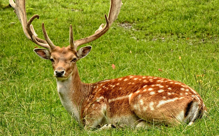 Deer