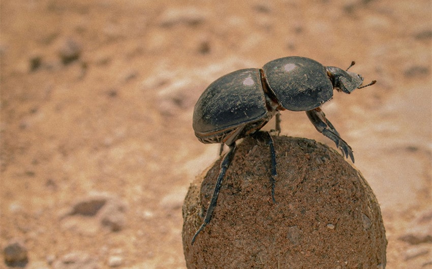 Dung Beetles