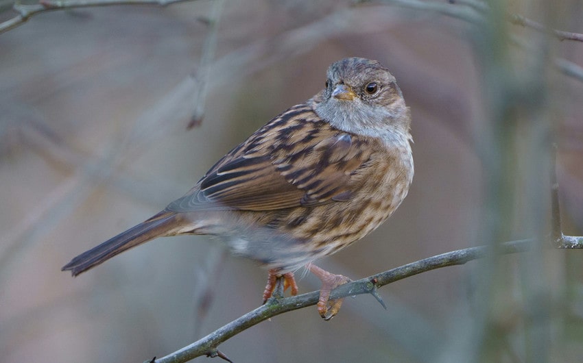 Dunnock