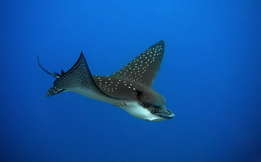 Eagle Ray