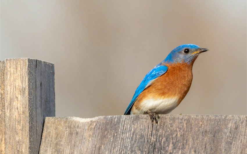 Eastern Bluebird