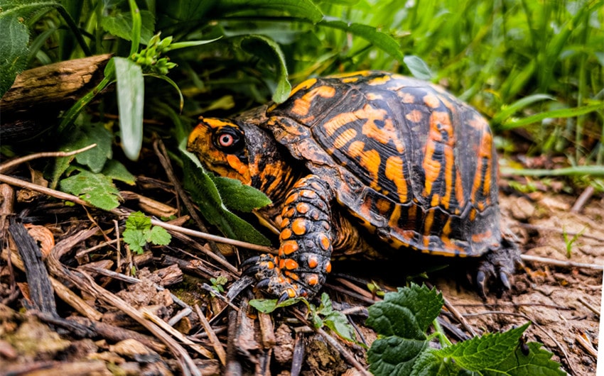 Eastern Box Turtle