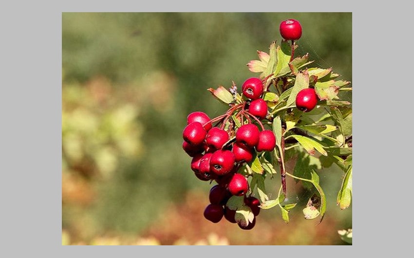 Eastern Hawthorn