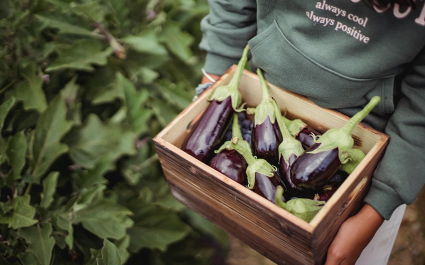 Eggplant