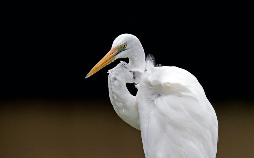 Egret