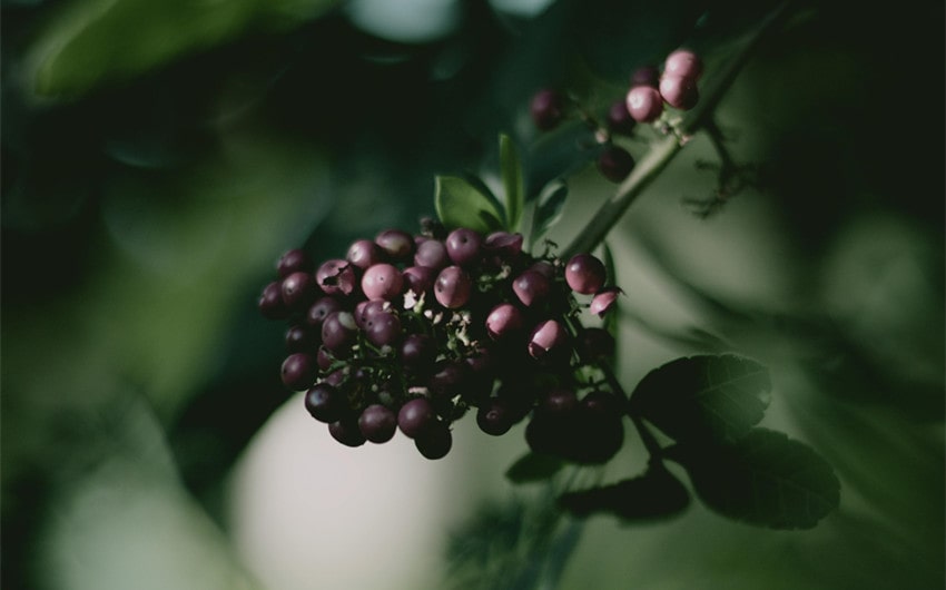 Elderberry