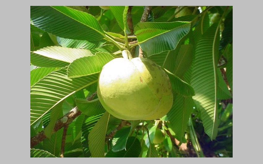 Elephant Apple