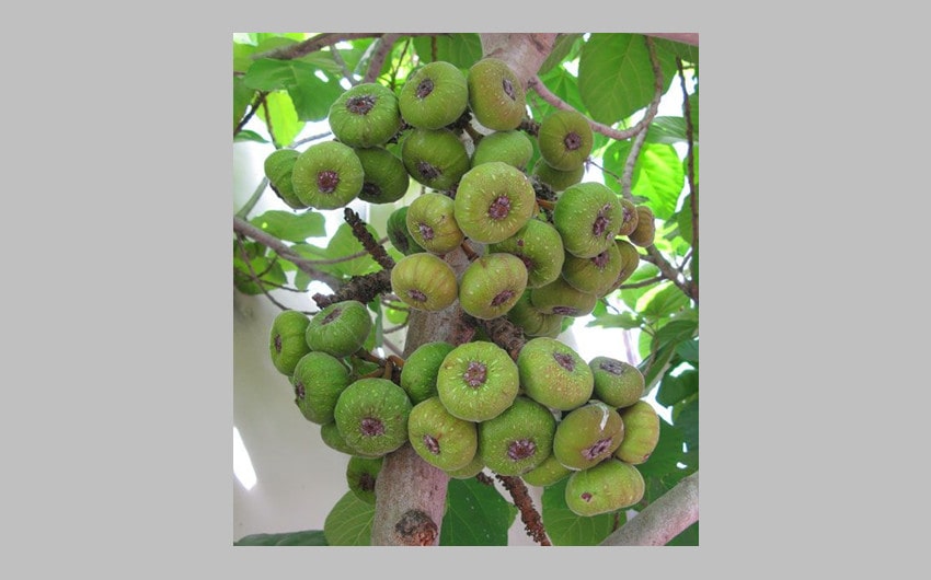 Elephant Ear Fig