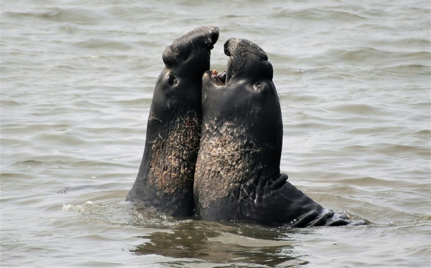 Elephant Seal