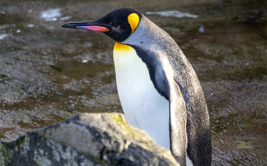 Emperor Penguin