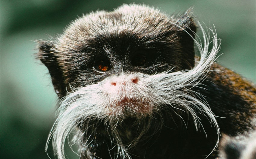 Emperor Tamarin