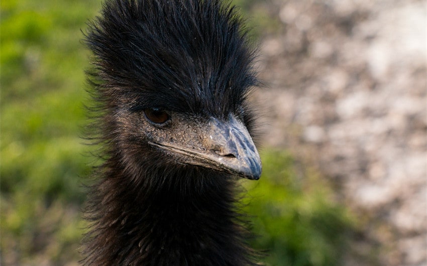 Emu