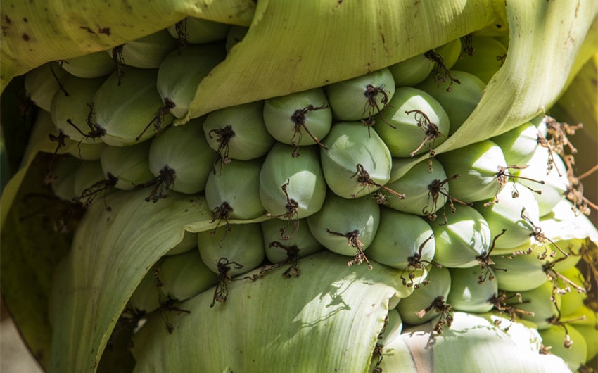 Ensete