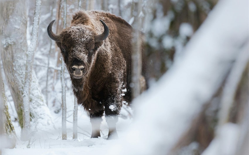 European Bison