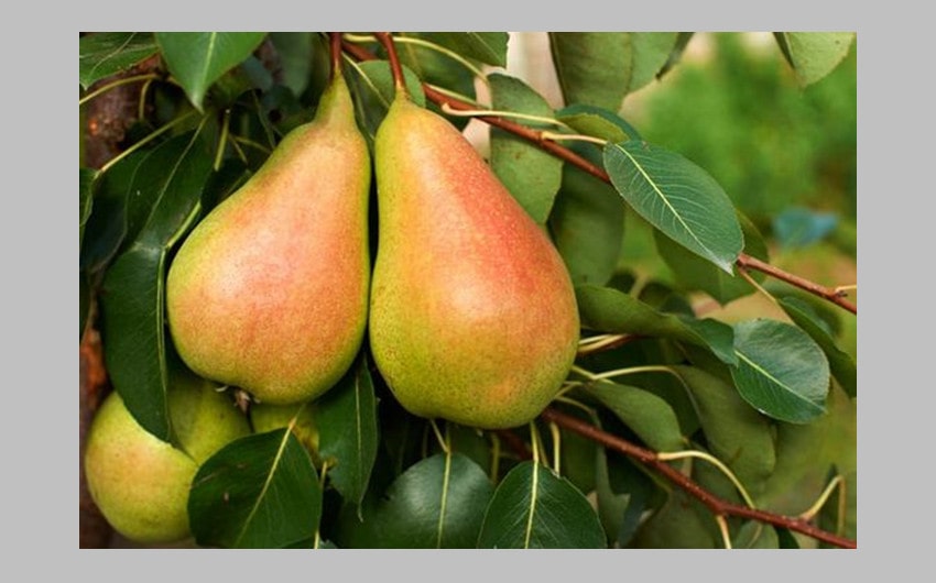 European Pear