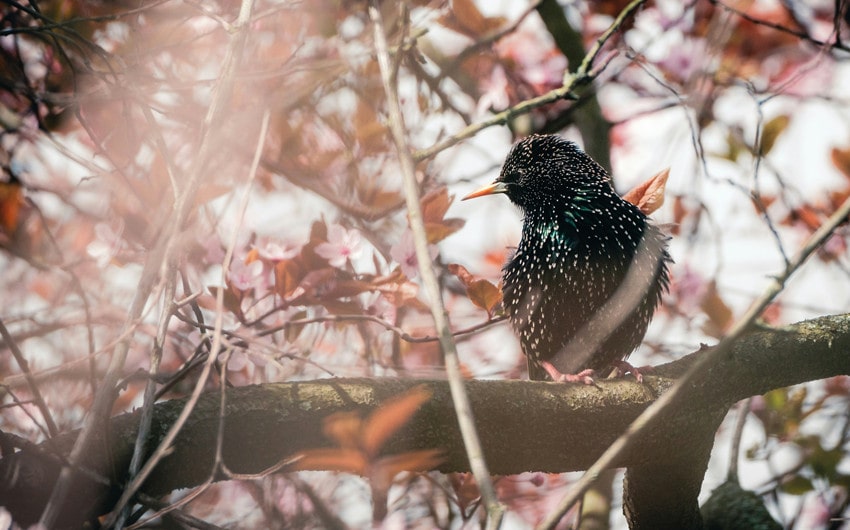 European Starling