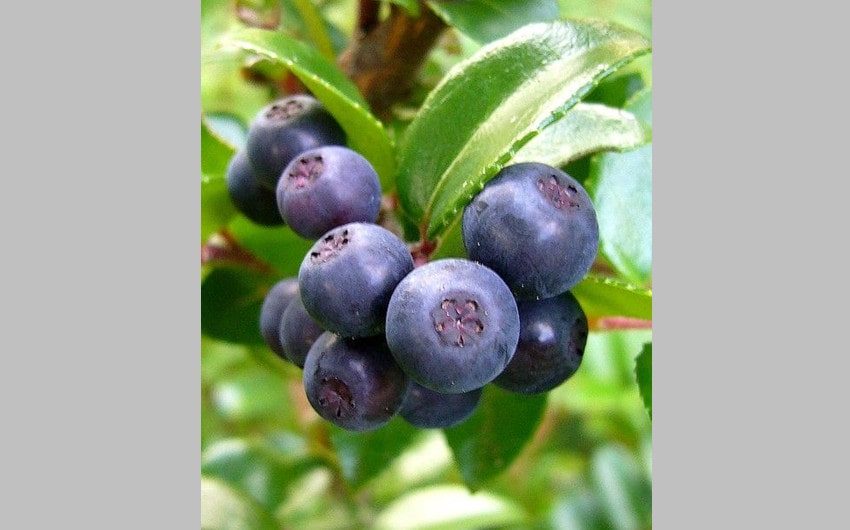 Evergreen Huckleberry