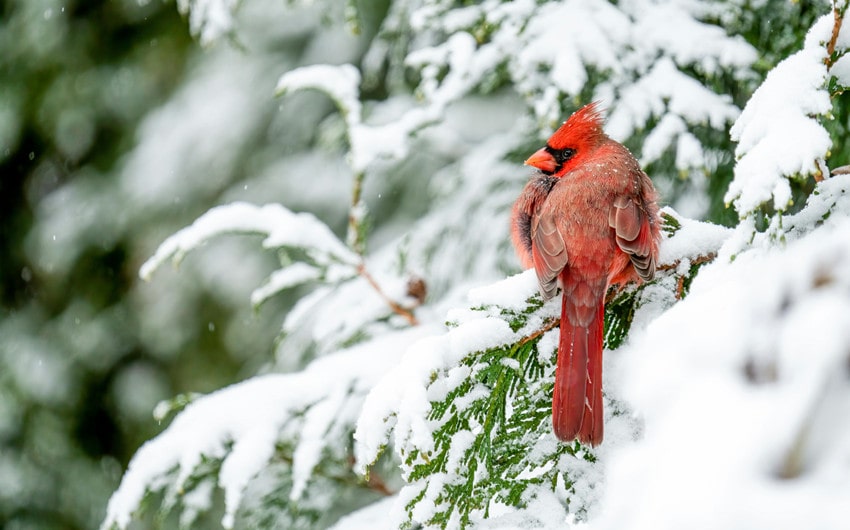 Factors Affecting Cardinal Lifespan