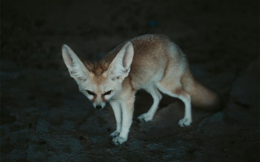 Fennec Fox