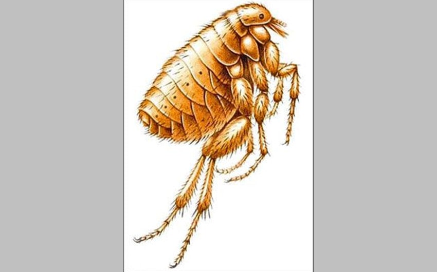 Fleas