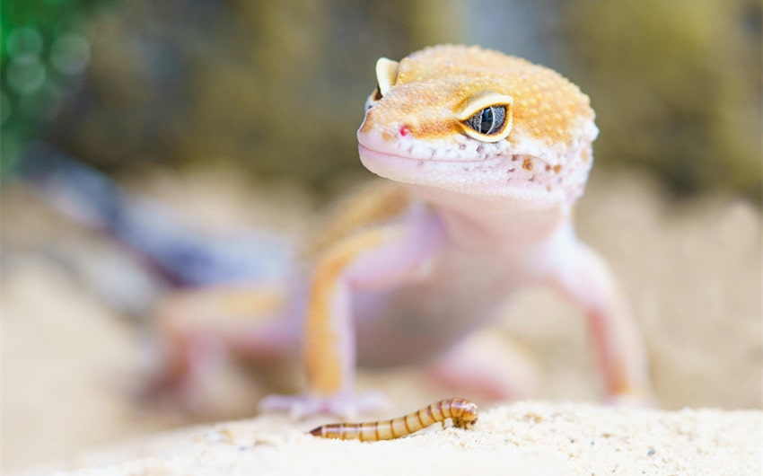 Gecko