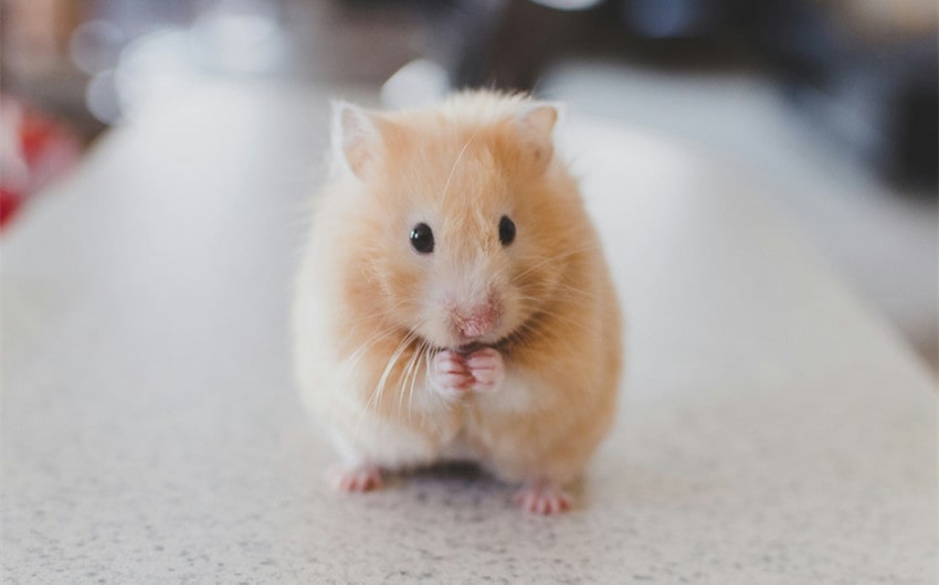 Hamster