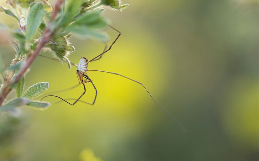 Harvestmen