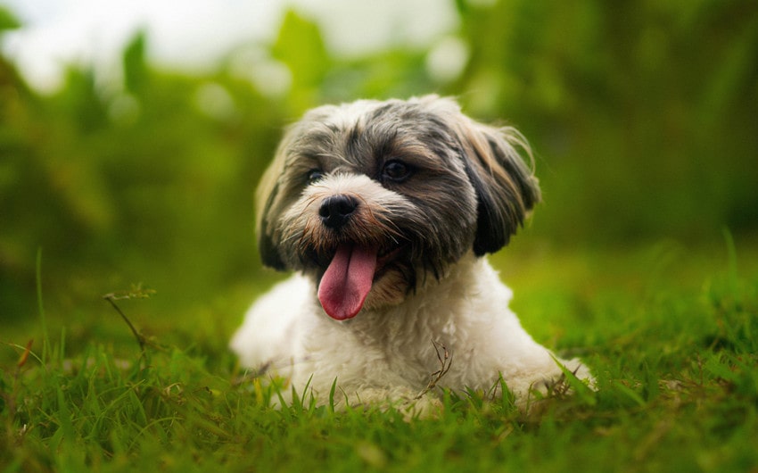 Havanese