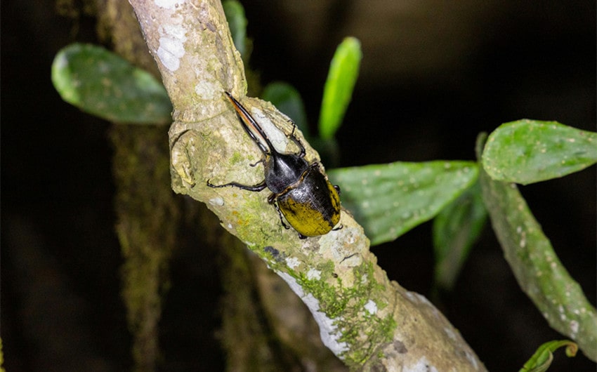 Hercules Beetles