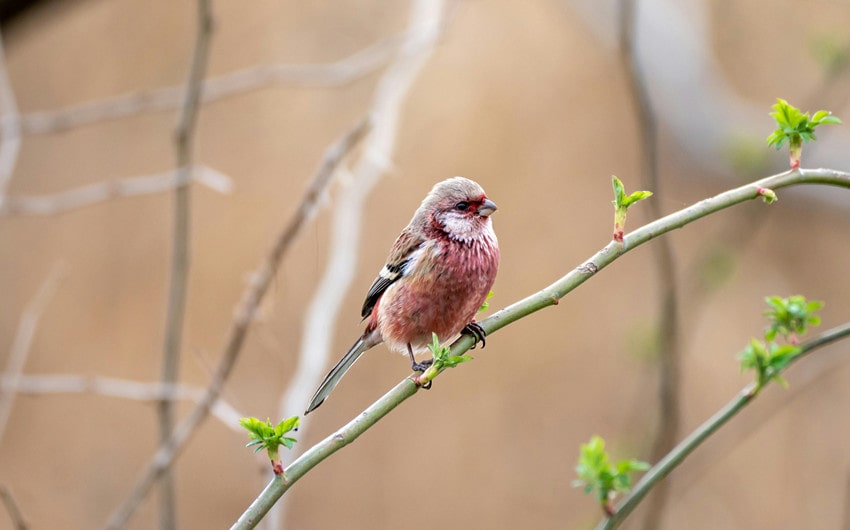 House Finch