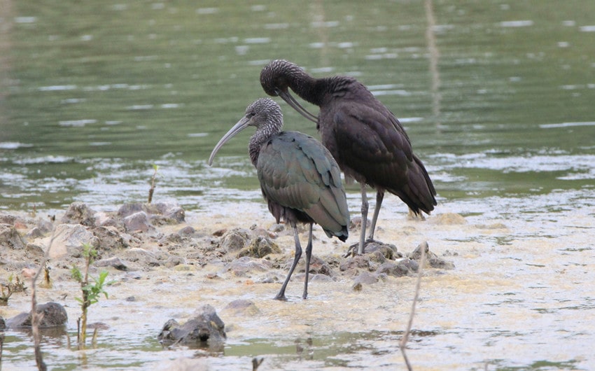 Ibis