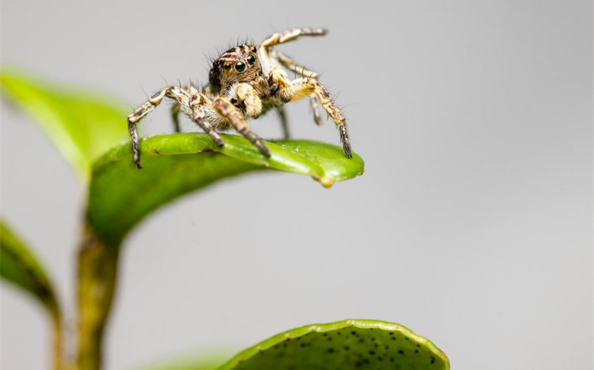 Jumping Spiders