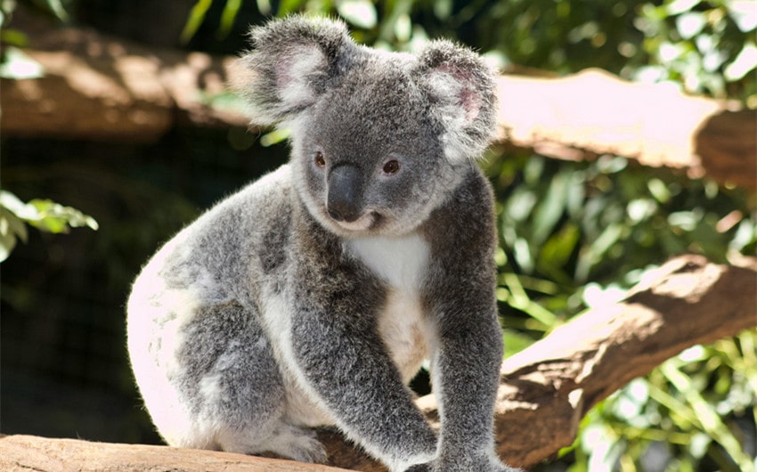 Koala