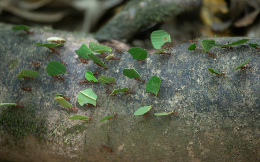 Leafcutter Ants