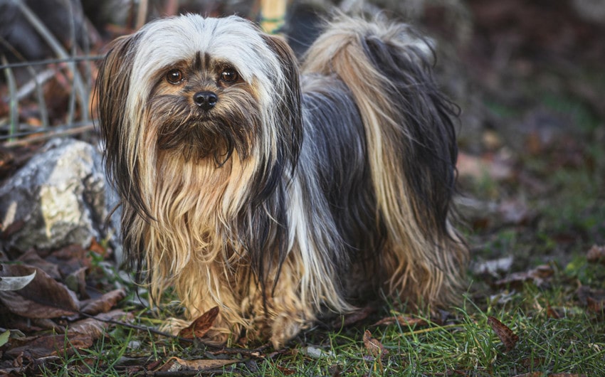 Lhasa Apso